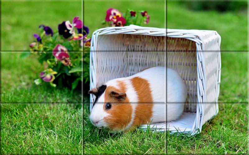 Puzzle - Cute Hamsters