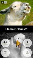 Llama Or Duck?!