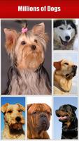 Dog Breeds, HD Catalog