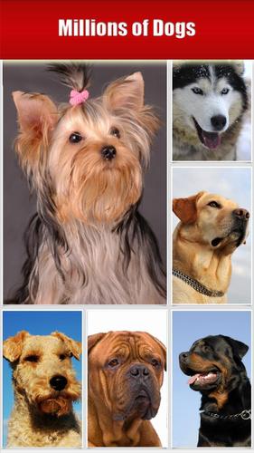 Dog Breeds, HD Catalog