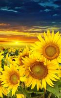 Sunflower Live Wallpaper