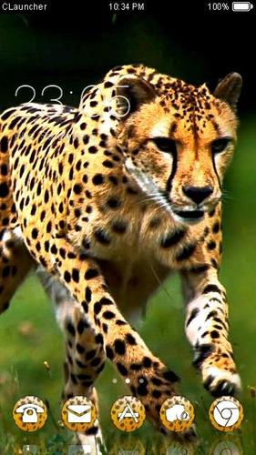 Wild Cheetah  Animal Theme HD