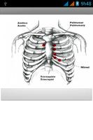 HEART + LUNG SOUNDS