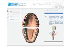 Dental Anatomy