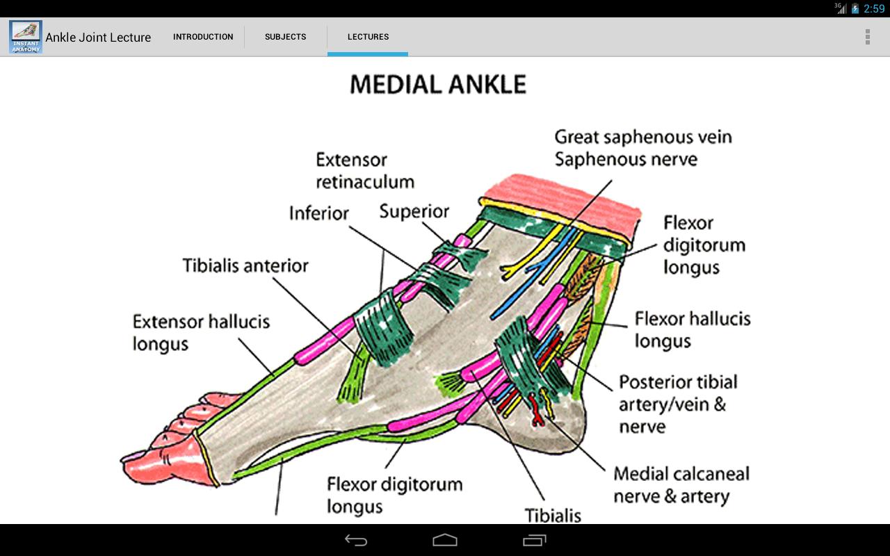 Anatomy of the Ankle Joint