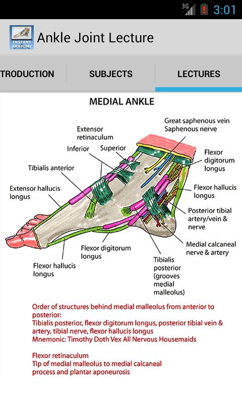 Anatomy of the Ankle Joint