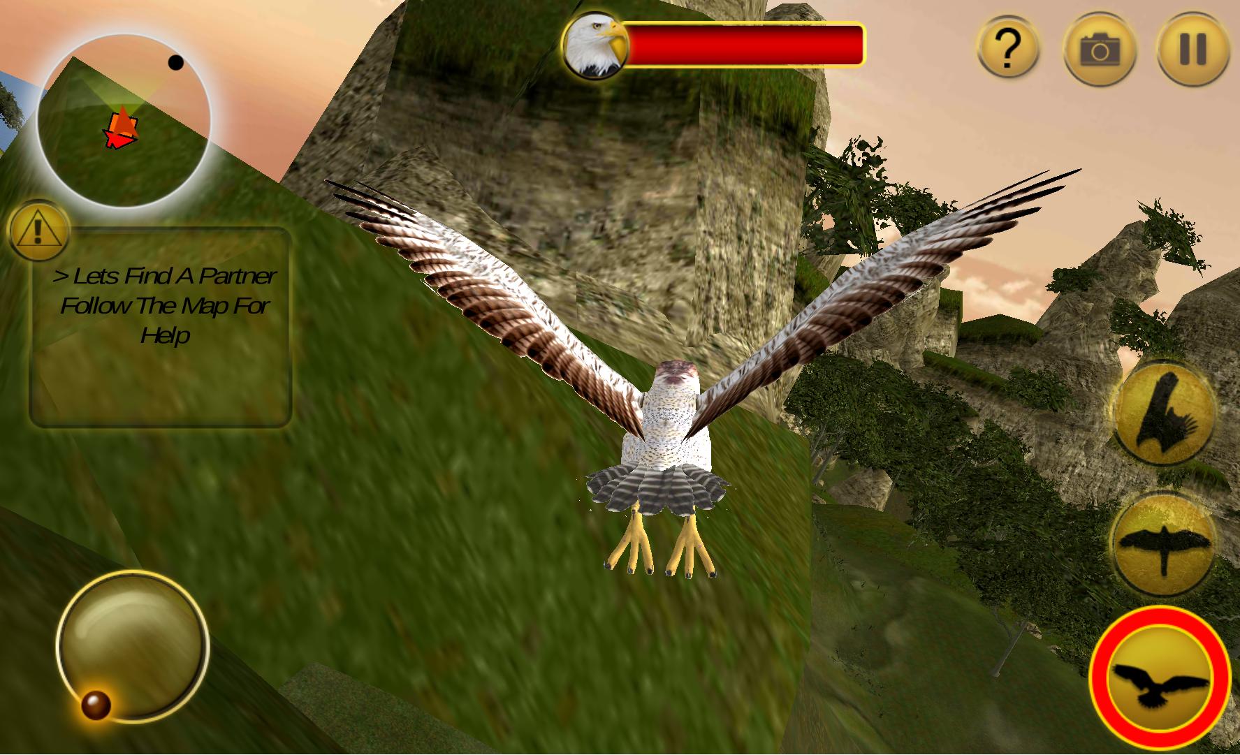 American Falcon Wild Sim 2016