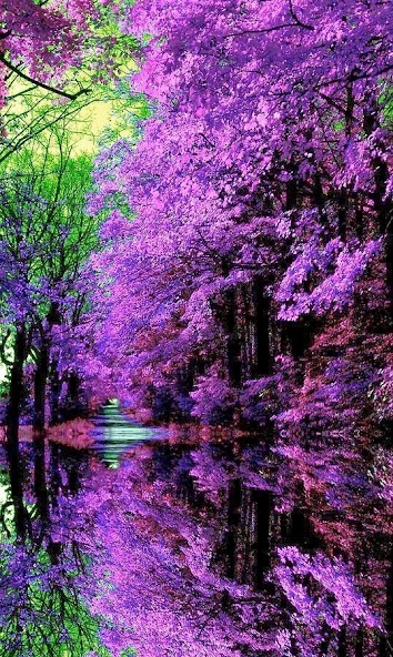 Tree Backgrounds
