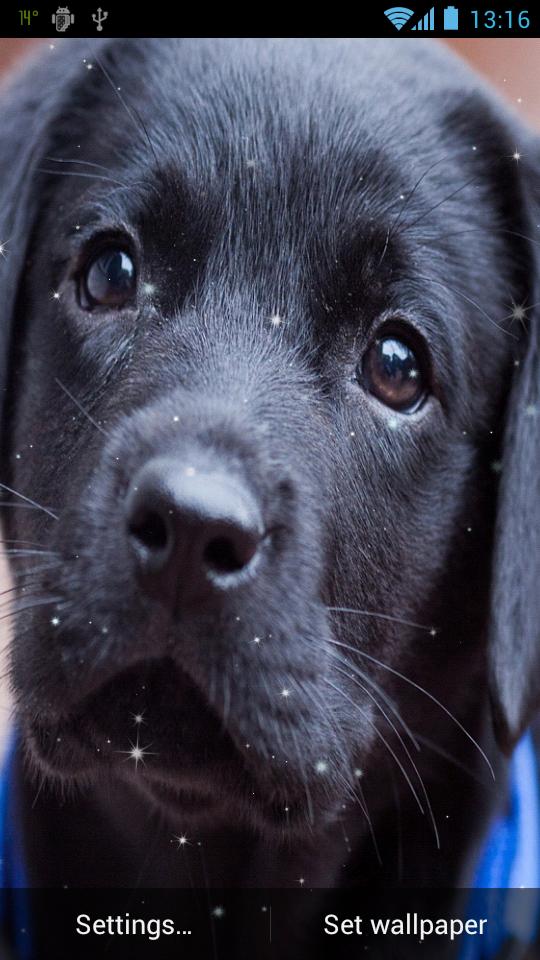 Puppy Live Wallpaper