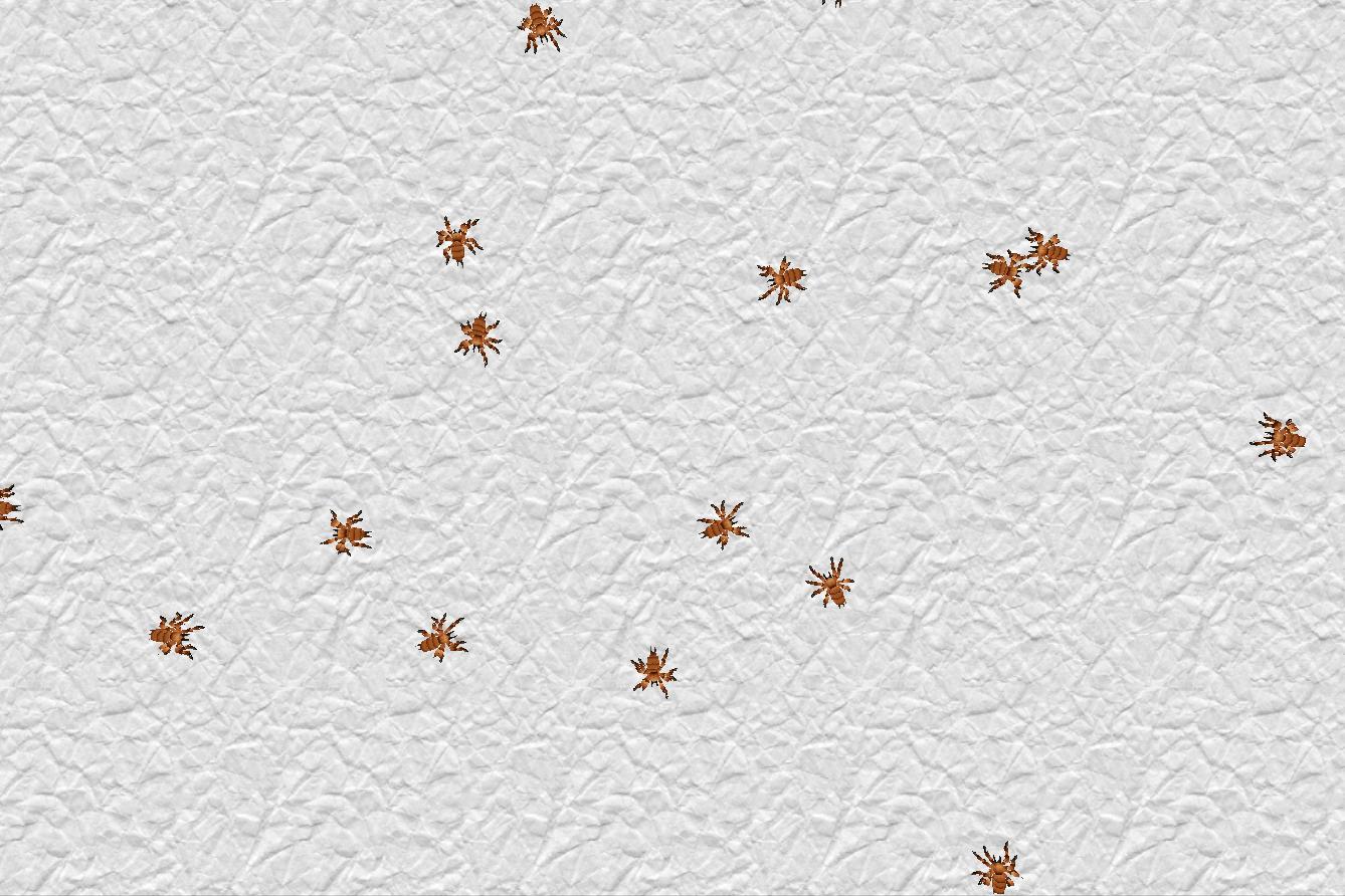 Spiders Live Wallpaper