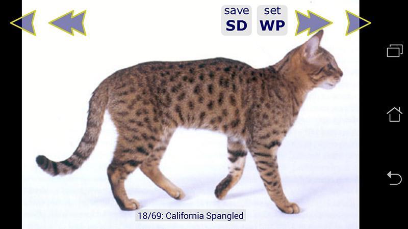 Cute Cat Breeds Wallpapers