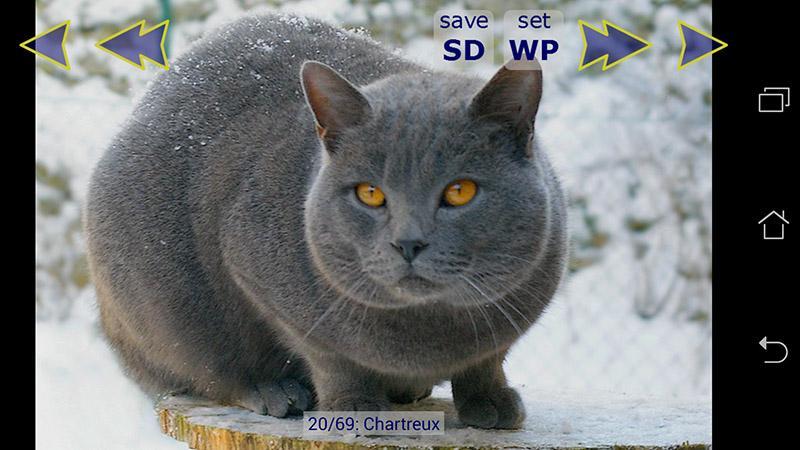 Cute Cat Breeds Wallpapers