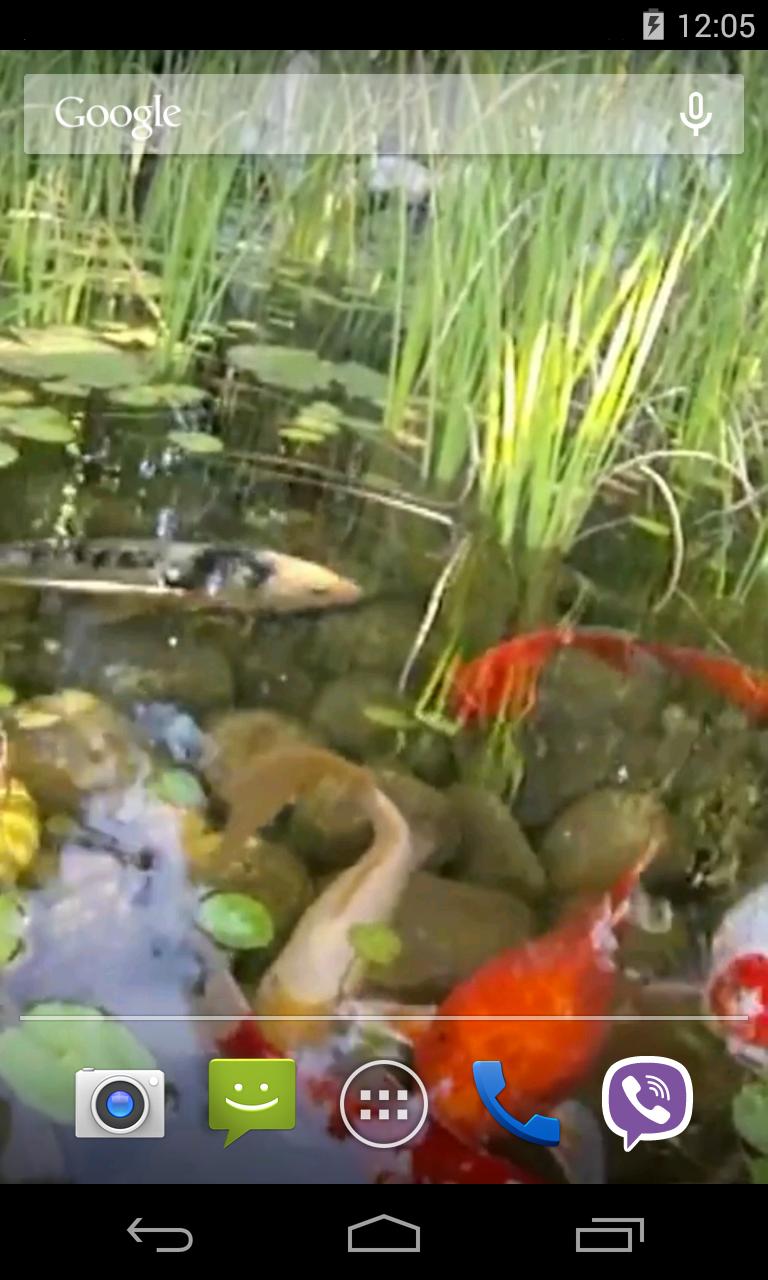 Koi Video Live Wallpaper