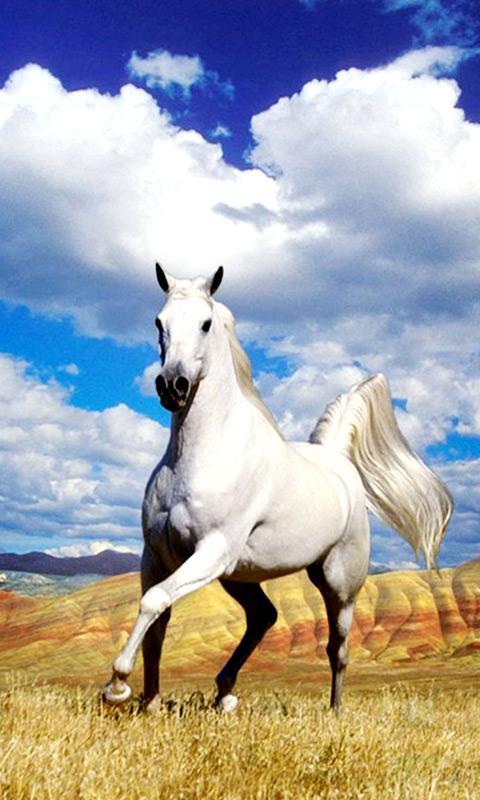 Horse Live Wallpaper
