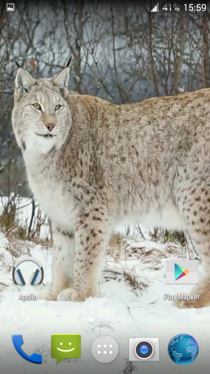 Lynx. Video Wallpaper