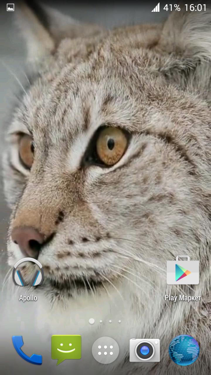 Lynx. Video Wallpaper