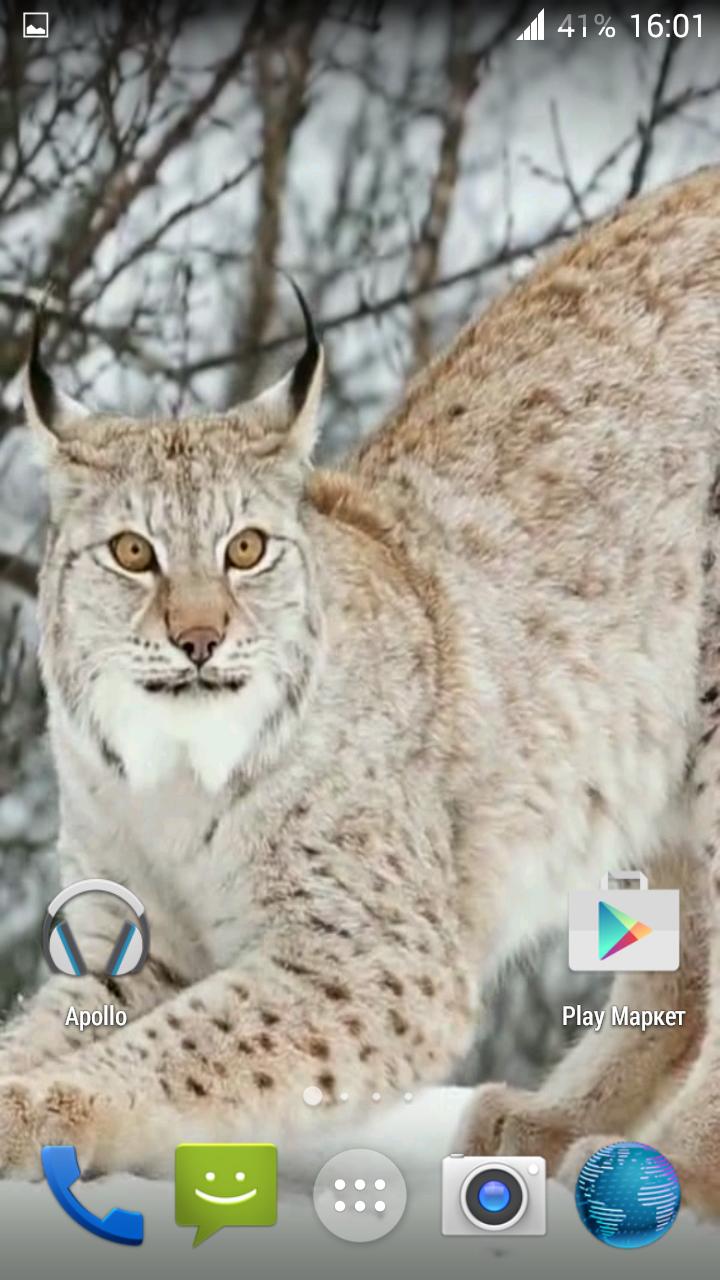 Lynx. Video Wallpaper