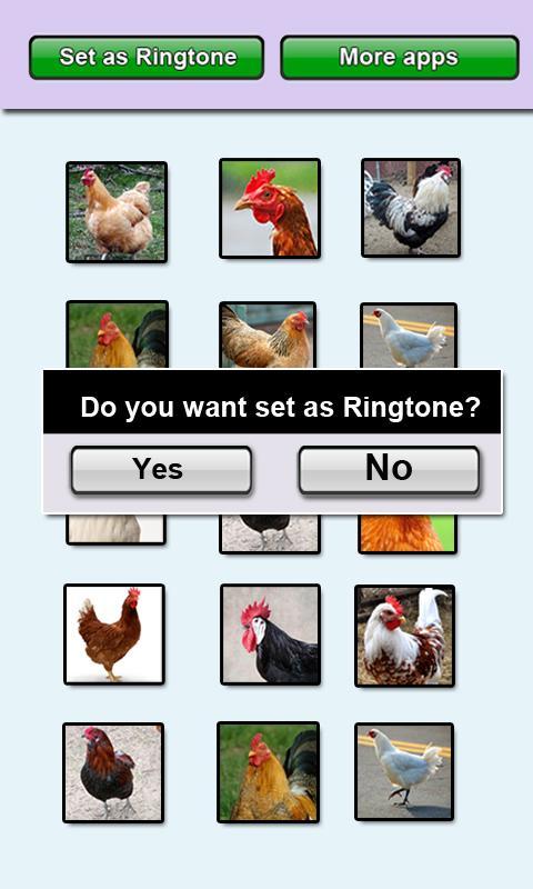 Chicken sounds and Ringtones