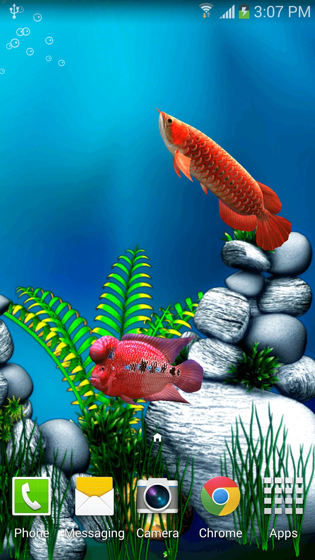 Arowana Fish 3D Live Wallpaper